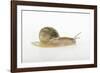 Land Snail-DLILLC-Framed Photographic Print