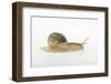 Land Snail-DLILLC-Framed Photographic Print