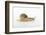 Land Snail-DLILLC-Framed Photographic Print