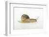 Land Snail-DLILLC-Framed Photographic Print