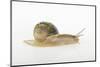 Land Snail-DLILLC-Mounted Photographic Print