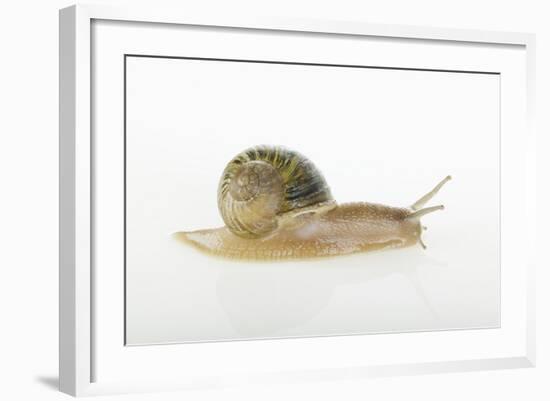 Land Snail-DLILLC-Framed Photographic Print
