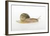 Land Snail-DLILLC-Framed Photographic Print