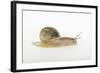 Land Snail-DLILLC-Framed Photographic Print