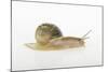 Land Snail-DLILLC-Mounted Photographic Print