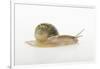 Land Snail-DLILLC-Framed Photographic Print