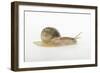 Land Snail-DLILLC-Framed Photographic Print