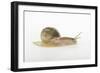 Land Snail-DLILLC-Framed Photographic Print