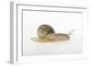 Land Snail-DLILLC-Framed Photographic Print