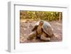 Land Tortoise on Epanola Island, Galapagos Islands, Ecuador, South America-Laura Grier-Framed Premium Photographic Print