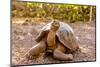 Land Tortoise on Epanola Island, Galapagos Islands, Ecuador, South America-Laura Grier-Mounted Premium Photographic Print