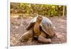 Land Tortoise on Epanola Island, Galapagos Islands, Ecuador, South America-Laura Grier-Framed Photographic Print