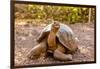 Land Tortoise on Epanola Island, Galapagos Islands, Ecuador, South America-Laura Grier-Framed Photographic Print