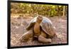 Land Tortoise on Epanola Island, Galapagos Islands, Ecuador, South America-Laura Grier-Framed Photographic Print