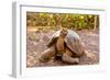 Land Tortoise on Epanola Island, Galapagos Islands, Ecuador, South America-Laura Grier-Framed Photographic Print