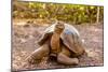 Land Tortoise on Epanola Island, Galapagos Islands, Ecuador, South America-Laura Grier-Mounted Photographic Print