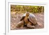 Land Tortoise on Epanola Island, Galapagos Islands, Ecuador, South America-Laura Grier-Framed Photographic Print