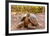Land Tortoise on Epanola Island, Galapagos Islands, Ecuador, South America-Laura Grier-Framed Photographic Print