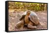 Land Tortoise on Epanola Island, Galapagos Islands, Ecuador, South America-Laura Grier-Framed Stretched Canvas