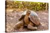 Land Tortoise on Epanola Island, Galapagos Islands, Ecuador, South America-Laura Grier-Stretched Canvas