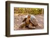 Land Tortoise on Epanola Island, Galapagos Islands, Ecuador, South America-Laura Grier-Framed Photographic Print