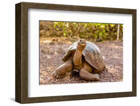 Land Tortoise on Epanola Island, Galapagos Islands, Ecuador, South America-Laura Grier-Framed Photographic Print