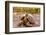 Land Tortoise on Epanola Island, Galapagos Islands, Ecuador, South America-Laura Grier-Framed Photographic Print