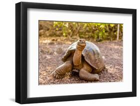 Land Tortoise on Epanola Island, Galapagos Islands, Ecuador, South America-Laura Grier-Framed Photographic Print