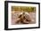 Land Tortoise on Epanola Island, Galapagos Islands, Ecuador, South America-Laura Grier-Framed Photographic Print