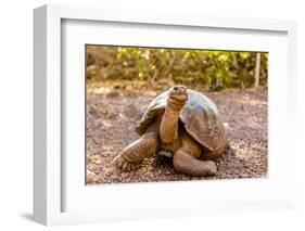 Land Tortoise on Epanola Island, Galapagos Islands, Ecuador, South America-Laura Grier-Framed Photographic Print