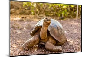 Land Tortoise on Epanola Island, Galapagos Islands, Ecuador, South America-Laura Grier-Mounted Photographic Print