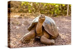 Land Tortoise on Epanola Island, Galapagos Islands, Ecuador, South America-Laura Grier-Stretched Canvas