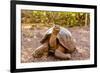 Land Tortoise on Epanola Island, Galapagos Islands, Ecuador, South America-Laura Grier-Framed Photographic Print