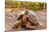 Land Tortoise on Epanola Island, Galapagos Islands, Ecuador, South America-Laura Grier-Mounted Photographic Print