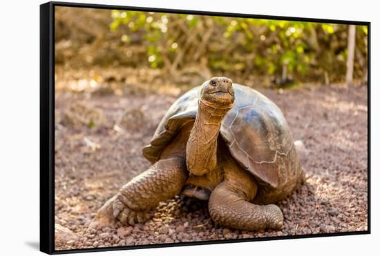 Land Tortoise on Epanola Island, Galapagos Islands, Ecuador, South America-Laura Grier-Framed Stretched Canvas