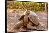 Land Tortoise on Epanola Island, Galapagos Islands, Ecuador, South America-Laura Grier-Framed Stretched Canvas