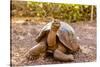 Land Tortoise on Epanola Island, Galapagos Islands, Ecuador, South America-Laura Grier-Stretched Canvas