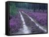 Landes Forest, Aquitaine, France-Michael Busselle-Framed Stretched Canvas