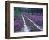 Landes Forest, Aquitaine, France-Michael Busselle-Framed Photographic Print