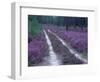 Landes Forest, Aquitaine, France-Michael Busselle-Framed Photographic Print