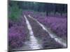 Landes Forest, Aquitaine, France-Michael Busselle-Mounted Photographic Print