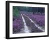 Landes Forest, Aquitaine, France-Michael Busselle-Framed Photographic Print