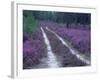 Landes Forest, Aquitaine, France-Michael Busselle-Framed Photographic Print