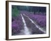 Landes Forest, Aquitaine, France-Michael Busselle-Framed Photographic Print