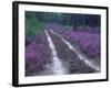 Landes Forest, Aquitaine, France-Michael Busselle-Framed Photographic Print