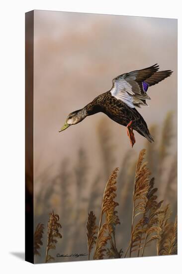 Landing Black Duck-Richard Clifton-Stretched Canvas