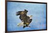 Landing Gear Bald Eagle-Jai Johnson-Framed Giclee Print