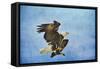 Landing Gear Bald Eagle-Jai Johnson-Framed Stretched Canvas