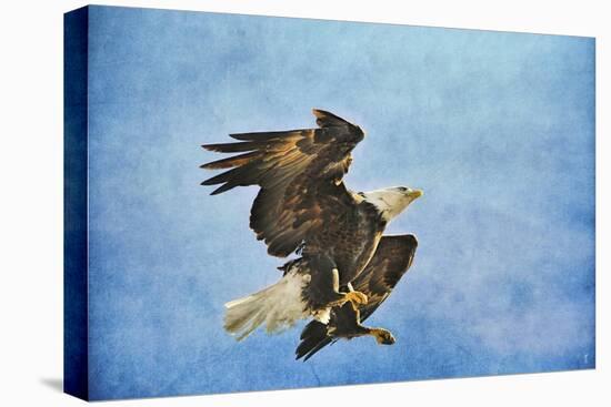 Landing Gear Bald Eagle-Jai Johnson-Stretched Canvas