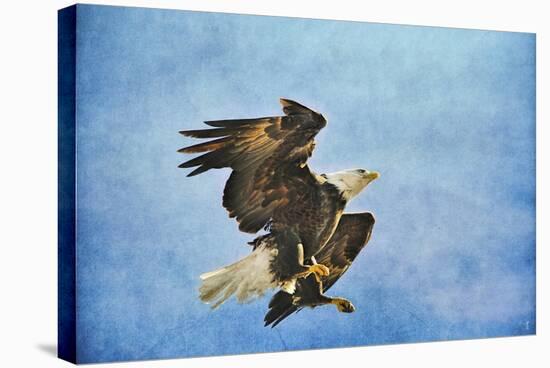 Landing Gear Bald Eagle-Jai Johnson-Stretched Canvas